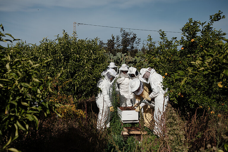 Der/die Ausbilder/in zeigt den Lernenden, wie man die Bienenstöcke richtig pflegt und die Gesundheit der Bienen sicherstellt. Die Wahl des Standorts und die Qualität der Umgebung sind für die Erhaltung eines hochwertigen Bienenstocks von entscheidender Bedeutung. DVV International. ©Augustin Le Gall